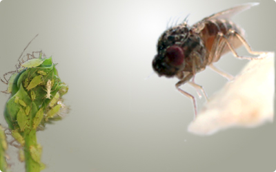 Futterinsekten, Drosophila, Blattlaus