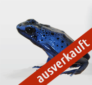 Blauer Pfeilgiftfrosch - Dendrobates azureus kaufen